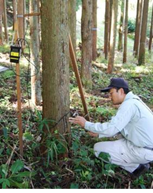 立木の強度を調べる桐林研究員
