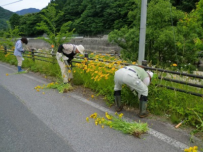 オオキンケイギク駆除作業