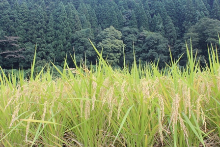 稲穂が垂れる田んぼ