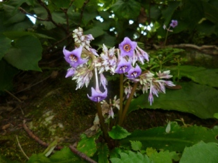 三徳山の夏の花の代表格　イワタバコ