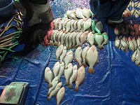 ヒラメ