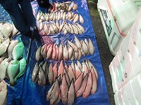 クロウシノシタ