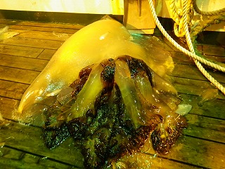 越前クラゲ