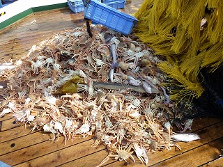 トロールにより揚がった漁獲類