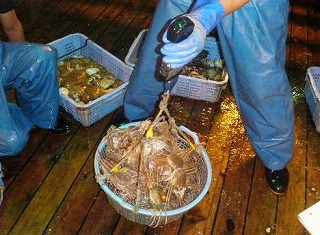 漁獲物の計測