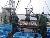 御来屋の定置網水揚げ
