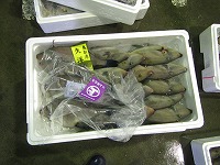 ウマズラハギ