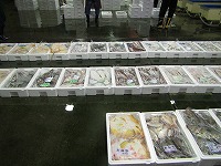 小型底びき網の水揚げ物