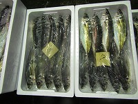 マアジ