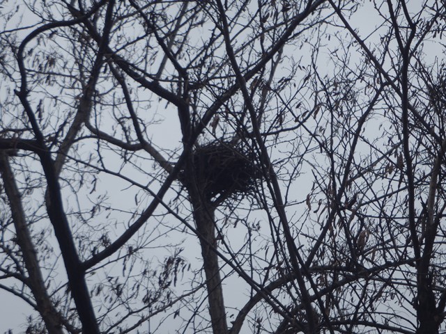 鳥の巣３