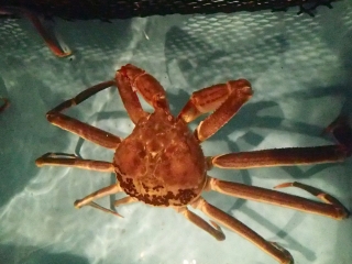松葉がに（五輝星サイズ）雄のズワイガニ