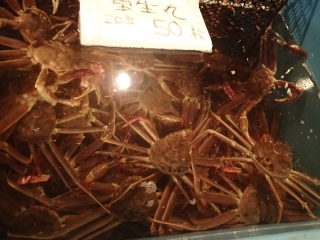 松葉がに（中サイズ）