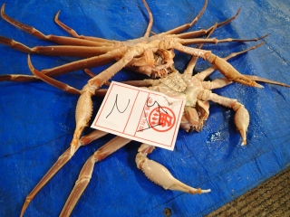 セリ場での松葉がに（特大）