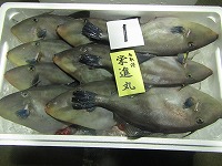 ウマズラハギ