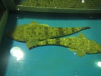 マゴチ