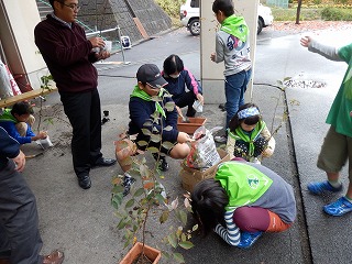 苗木の植替え作業