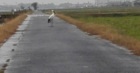 コウノトリ