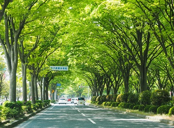 道路の緑化|公園|東京都建設局