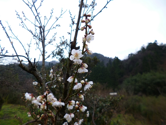 ウメの開花