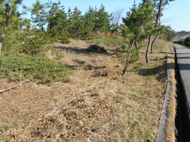 県道よこ