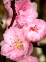 花桃の写真