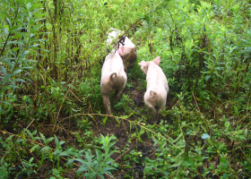 健康な家畜から安心できる畜産物を生産するため検査・指導を行っています。