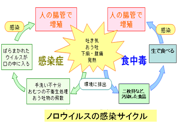 ノロウィルスの感染サイクル