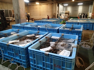 松葉がに（脱皮後1年以上経過した雄のズワイガニ）の1トンPタンク