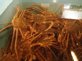 若松葉がに（脱皮6カ月以内の雄のズワイガニ）