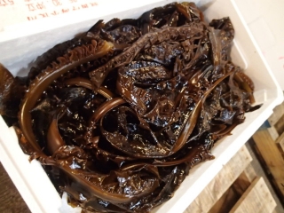 ワカメ