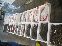 小底漁獲物