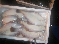マガレイ