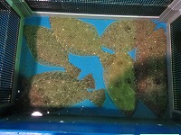 活ヒラメ