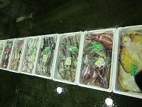 小底漁獲物