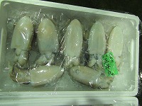 コウイカ