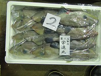 ウマズラハギ