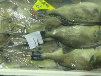 ウマズラハギ