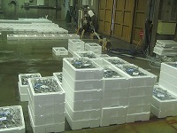ウマズラハギ漁獲物