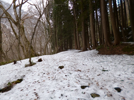 自然歩道の様子