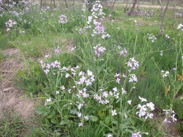 ハマダイコンの花