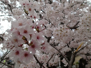 桜