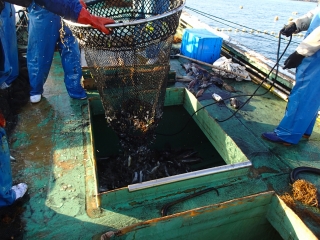 夏泊定置網の漁獲物の取り込み