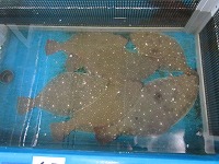 ヒラメ