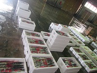 浦富の定置網漁獲物