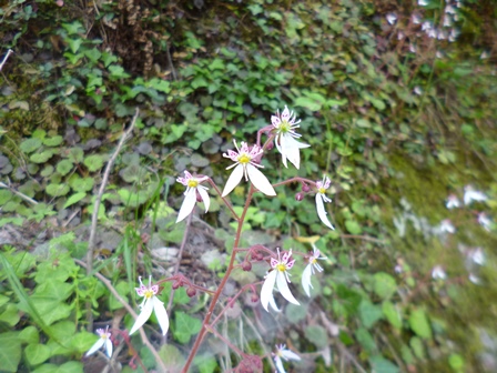 ユキノシタ