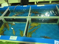 キジハタ活魚槽