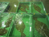 沖底　活ヒラメ