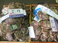 夏輝