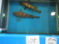 キジハタ
