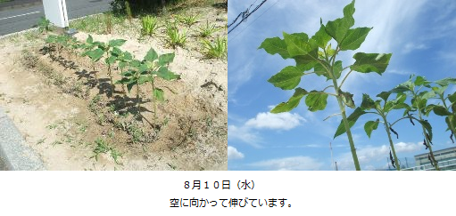 8月10日 空に向かって伸びています